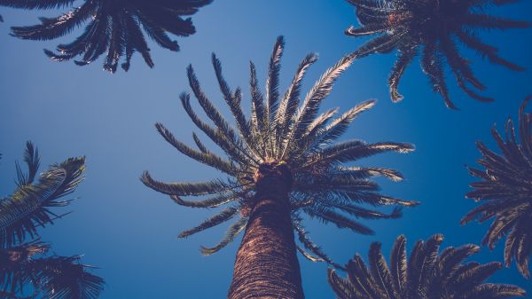 nature,palm trees,underwater,coral,coral reef,biology