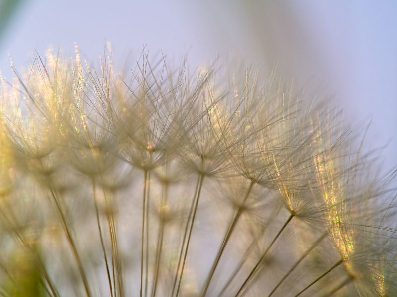 detail, macro, nature, Olympus, dandelion, sunset detail, macro, nature, Olympus, dandelion, sunset