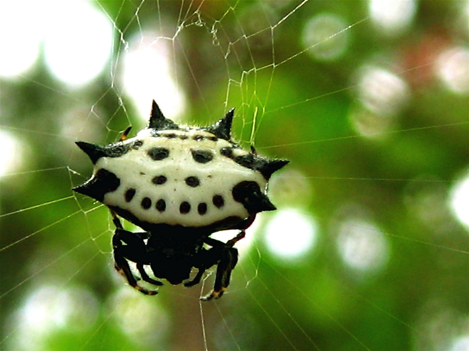 тапети : безгръбначен, вид от паякообразни, кълбо тъкач паяк, Araneus ...