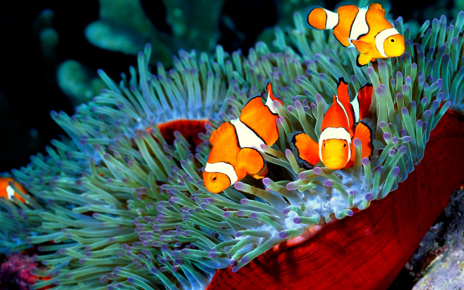 Fond d'écran 1920 x 1200 px, poisson, des poissons, la nature, océan, mer, la vie marine, sous