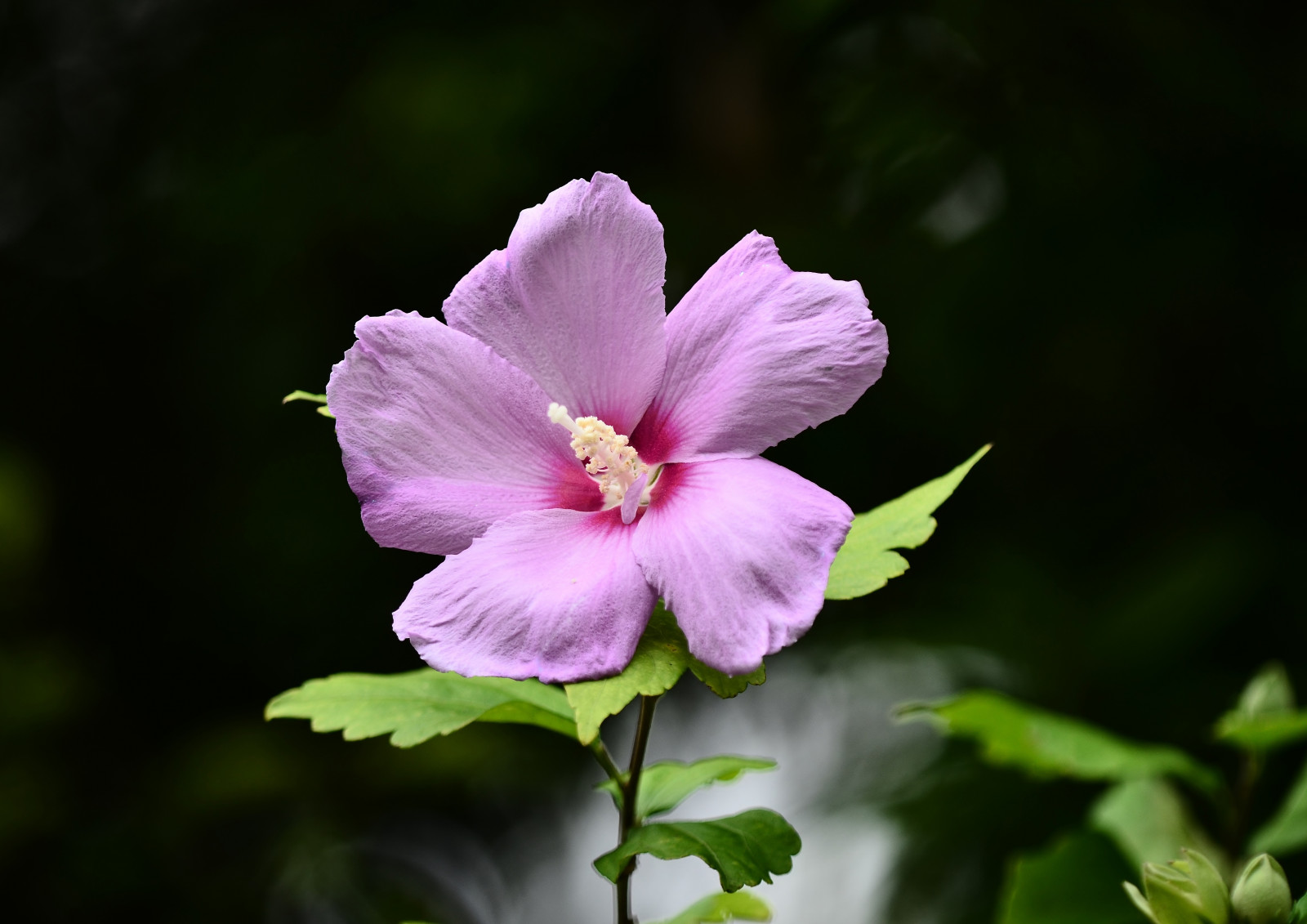 สวน, ธรรมชาติ, ฤดูร้อน, เบ่งบาน, ชบา, ดอกไม้, ปลูก, พืช, กลีบดอก, ดอกไม้ป่า, พฤกษศาสตร์, โรงงานที่ดิน, พืชดอก, การถ่ายภาพมาโคร, จีนชบา, Malvales