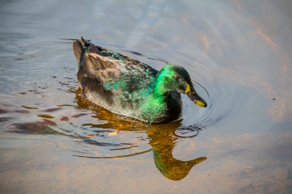 water, nature, reflection, wildlife, duck, beak