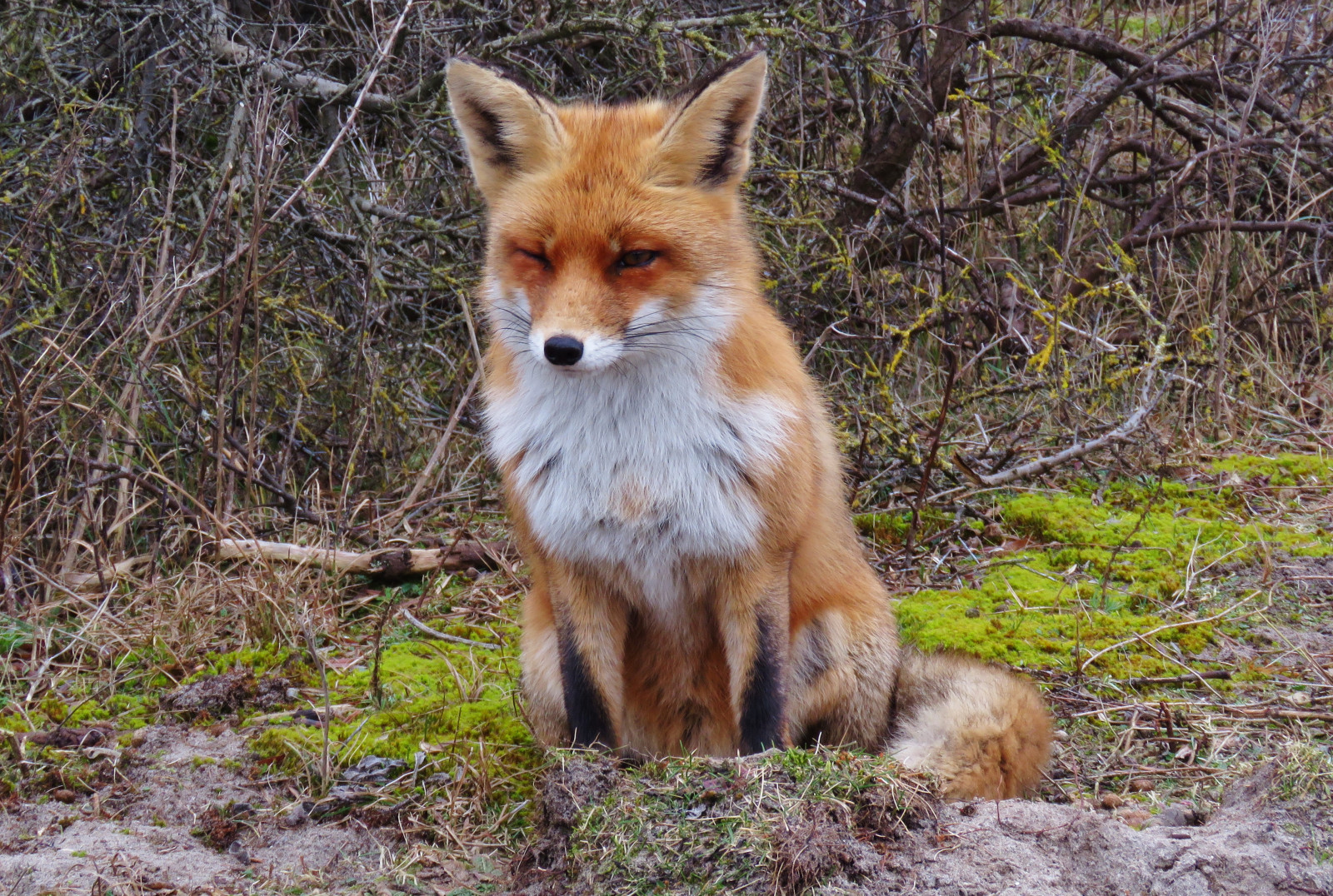 græs, kyst, dyreliv, Holland, Ræv, whiskers, Haag, klitter, det, kust, nederland, fauna, pattedyr, vos, hule, Haag, snude, rød ræv, kitræv, dhole, Duinen, Kijkduin, zoogdier, terrestrial animal