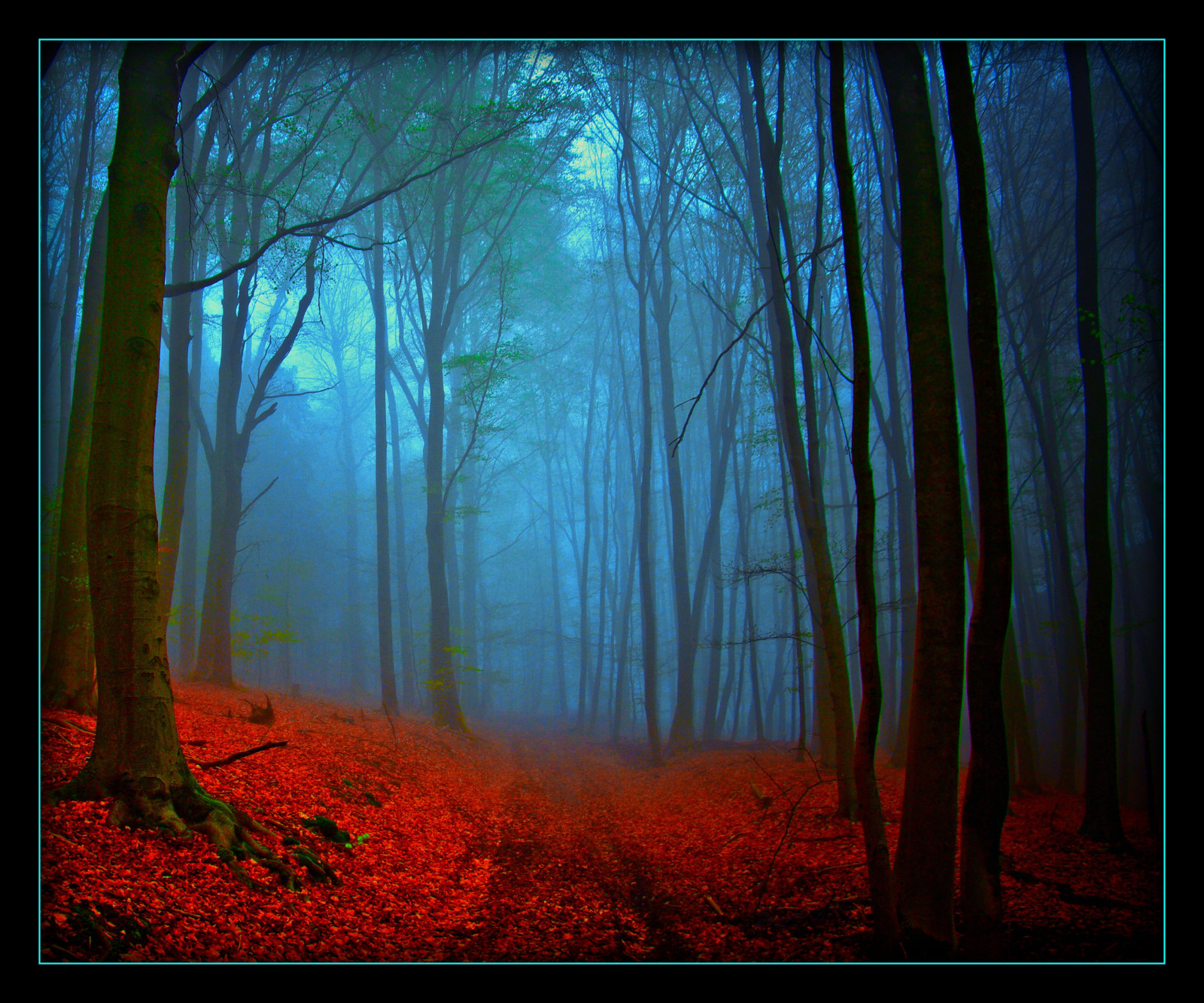 slunečnímu záření, les, Příroda, dřevo, nadreálný, modrý, ráno, Německo, kouzlo, atmosféra, cesta, UMĚNÍ, strom, cesta, sen, elitegalleryaoi, tma, fantazie, tvořivý, mystik, bestcapturesaoi, musictomyeyeslevel1, artistoftheyearlevel2, Snímek obrazovky, Oberberg, masterclasselite, místo výskytu, přírodní prostředí, atmosférický jev, počítač tapeta, poplatek, bluemorning, Magican, magicalmorning, transzendez