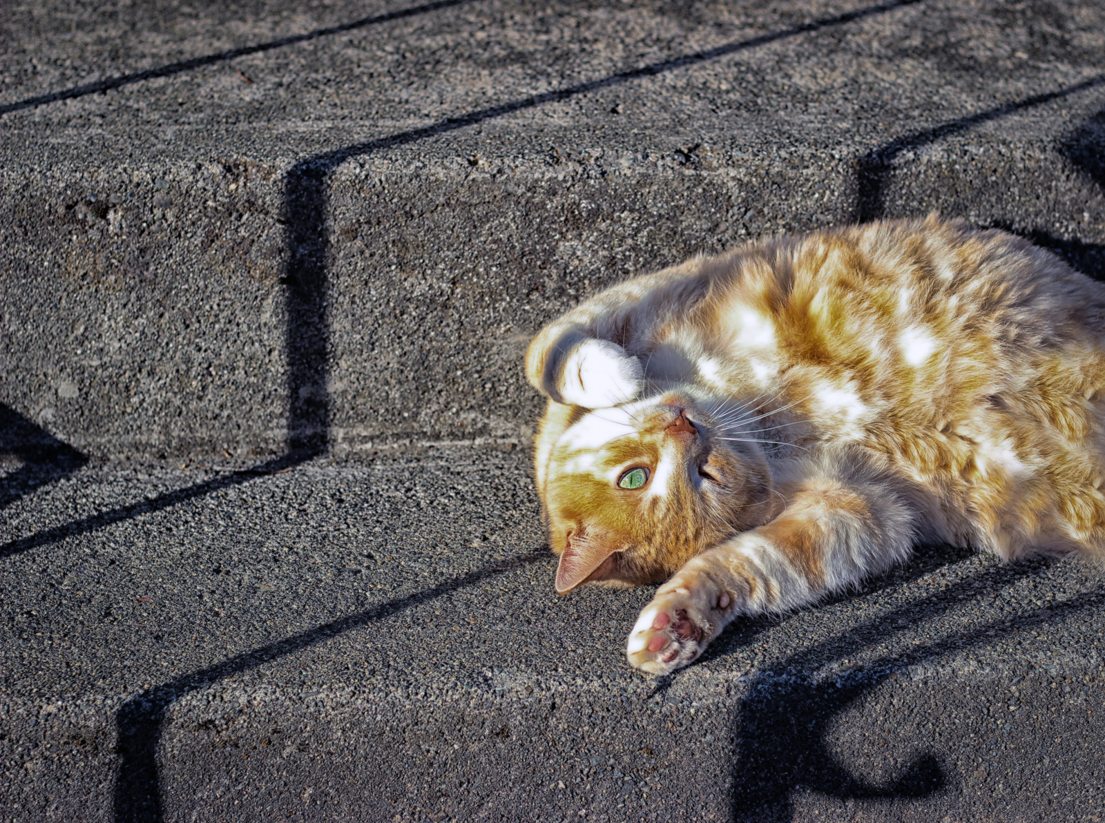 kočka, stín, zelená, oranžový, Radost, kníry, Domácí mazlíčci, štěstí, světlo, zvíře, roztomilý, venkovní, oko, legrační, odpočinout si, dívej se, vzhůru, dolů, kotě, savec, obratlovců, kočka jako savci, malé až středně velké kočky