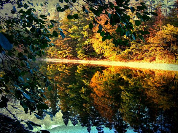 sunlight, trees, landscape, forest, lake, water