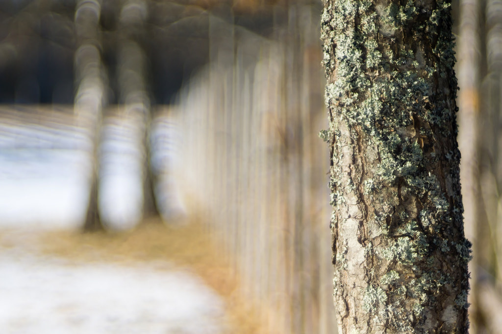 แสงแดด, ป่า, หิมะ, ฤดูหนาว, ไม้, สาขา, รั้ว, bokeh, ต้นไม้, ปลูก, ต้นโอ๊ค, ป่าไม้, ลำต้น, meyeroptikg rlitztrioplan10028