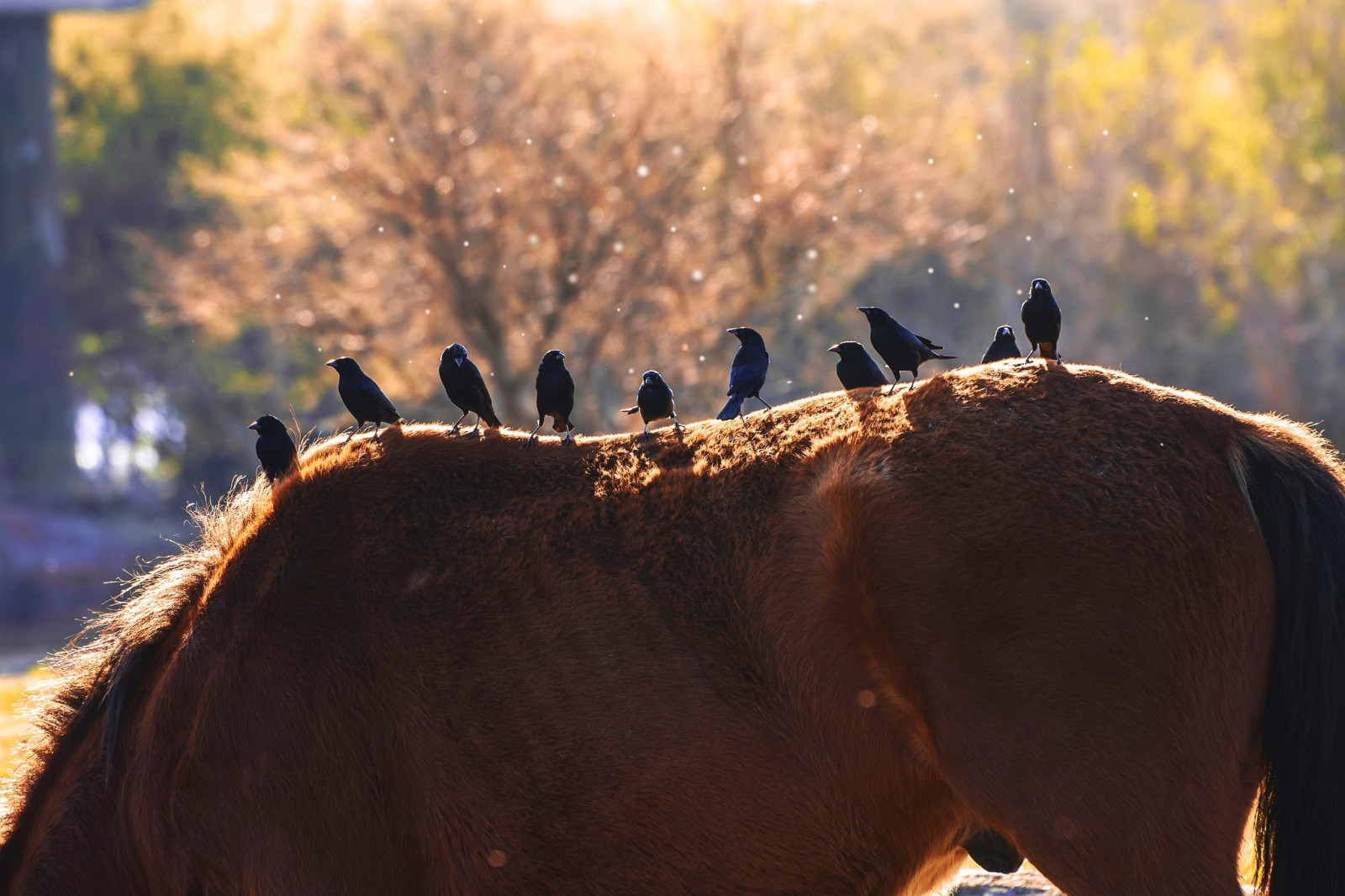 ptactvo, zvěř, Příroda, kůň, Volně žijících živočichů, sezóna, savec, hříva, kůň jako savci, hřebec, mustang kůň