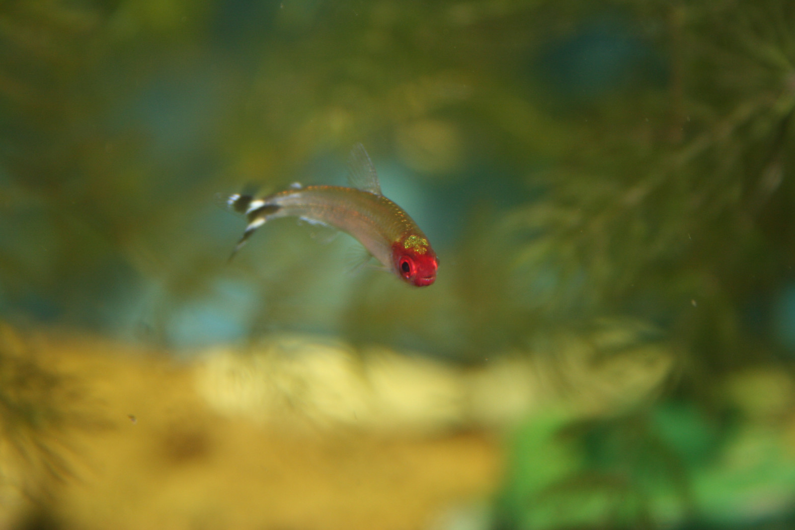 vita, animale domestico, pesce, Sud America, natura, acqua, animale, animali, nuoto, acquario, vita, eau, subacqueo, vivere, Acquario, americano, vivo, acquatico, animaux, poisson, pianeta animale, animalia, gareggiare, d'acqua dolce, vertebrato, ameriquedusud, sudamericano, americain, domestique, chordate, chordata, rummynose, greyfish, grayfish, flickrsbestcreatures