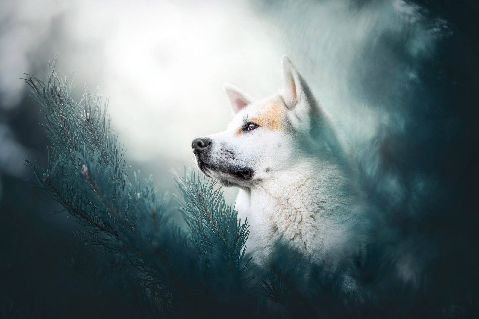 วอลเปเปอร์ : หมา, สัตว์ 1920x1280 - WallpaperManiac - 1266413 - วอลเป ...