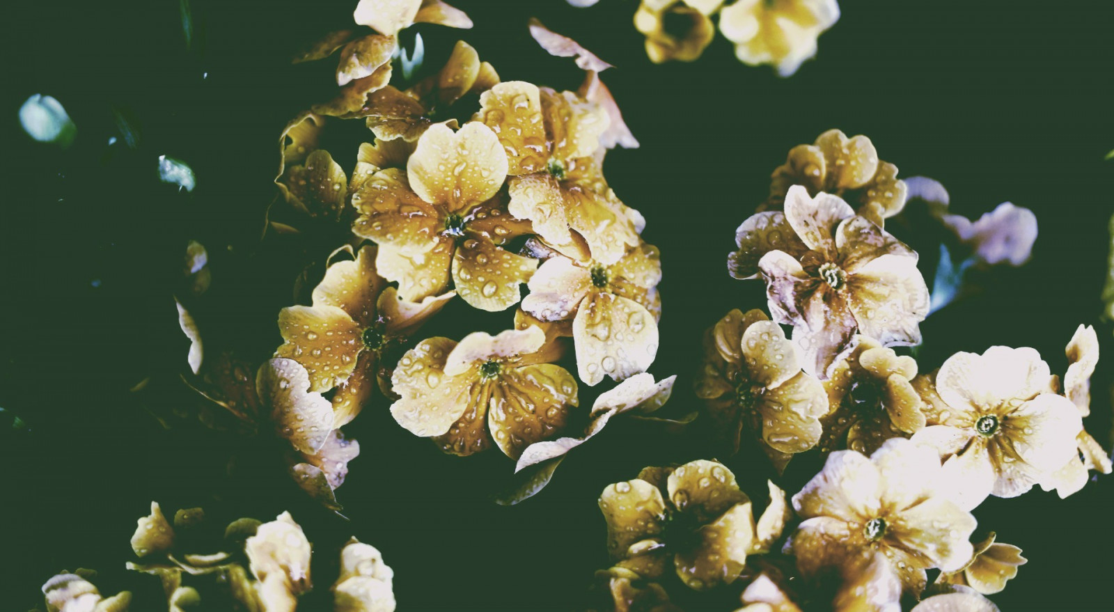 Skov, efterår, blade, mad, blomster, natur, sne, vinter, afdeling, insekt, pollen, blomst, Bi, blomst, plante, flora, kronblad, fauna, wildflower, fremstille, botanik, jord plante, blomstrende plante, makrofotografering, hvirvelløse, membran vingede insekt, nektar, honningbi, 1920x1055 px