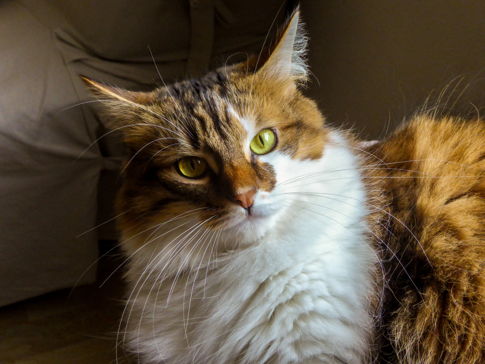 modrý, Červené, domácí zvíře, kočky, Domácí mazlíčci, bílý, Francie, oko, barvy, zvíře, žlutý, kočka, srst, růž, povídání, oči, Kat, povídat si, barvy, couleurs, dlouhé vlasy, uši, yeux, Minet, bleu, gato, katze, gatto, poil, blanc, Katzen, Gatti, moje kočka, jíška, Matou, Felin, familier, gati, longair