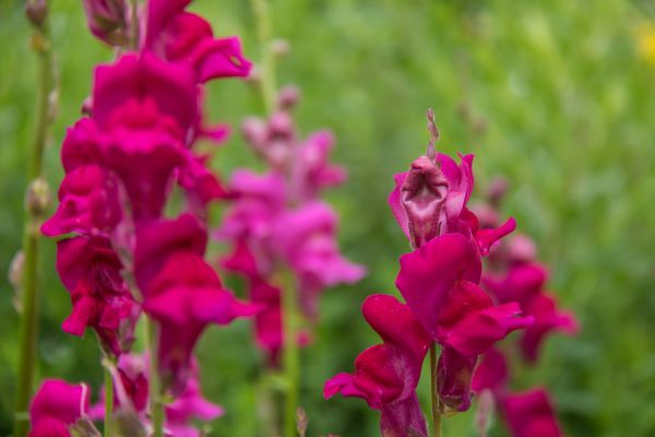 flower,plant,flora,blomma,lund,Gladiolus