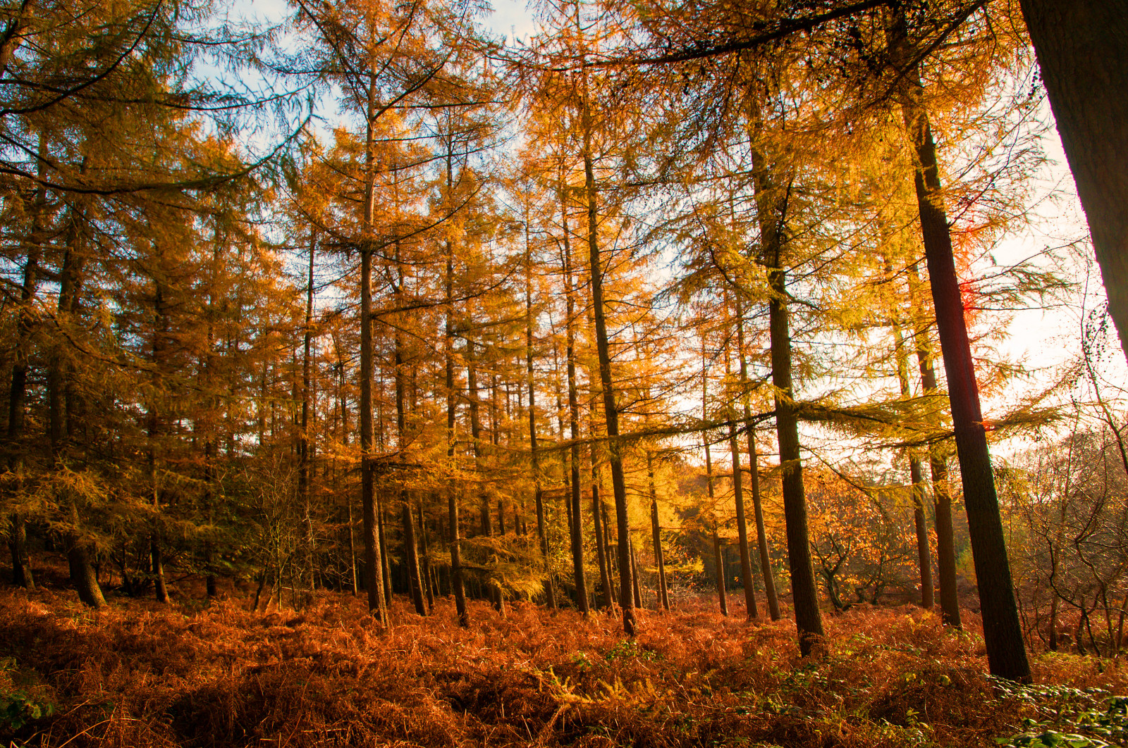 sunlight, landscape, forest, nature, grass, sky, wood, branch, morning, wilderness, gold, path, Hel, limburg, tree, autumn, leaf, plant, natuur, woodland, grove, bos, computer wallpaper, woody plant, ecosystem, temperate coniferous forest, biome, trunk, old growth forest, temperate broadleaf and mixed forest, deciduous, larch, state park, mook, natuurmonumenten, goud, lariks, plasmolen, milsbeek, jansberg, helkuil, spruce fir forest, northern hardwood forest concept, tropical and subtropical coniferous forests