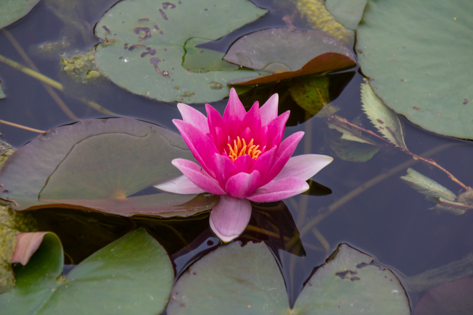 zahrada, Německo, květ, Berlín, Lotus, list, květ, rostlina, flóra, tr dg rd, Německo, deutschland, leknín, gardensoftheworld, g rtenderwelt, n ckros, okvětní lístek, dererholungsparkmarzahn, botanika, suchozemská rostlina, kvetoucí rostlina, makro fotografie, vodních rostlin, posvátný lotos, lotus rodina, Proteales