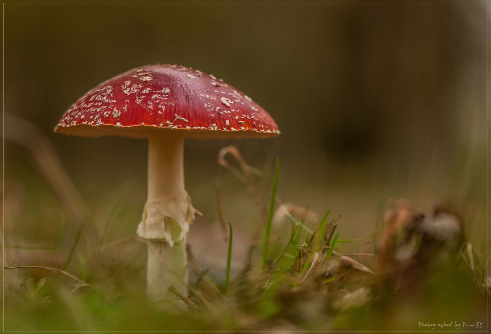 champignon, Nikon, natur, pilze, farbig, Niedersachsen, Hute, pietzmoor, lichtschatten, stiele, nikond800, nikond5000, pana53, naturportrait, photographedbypana53