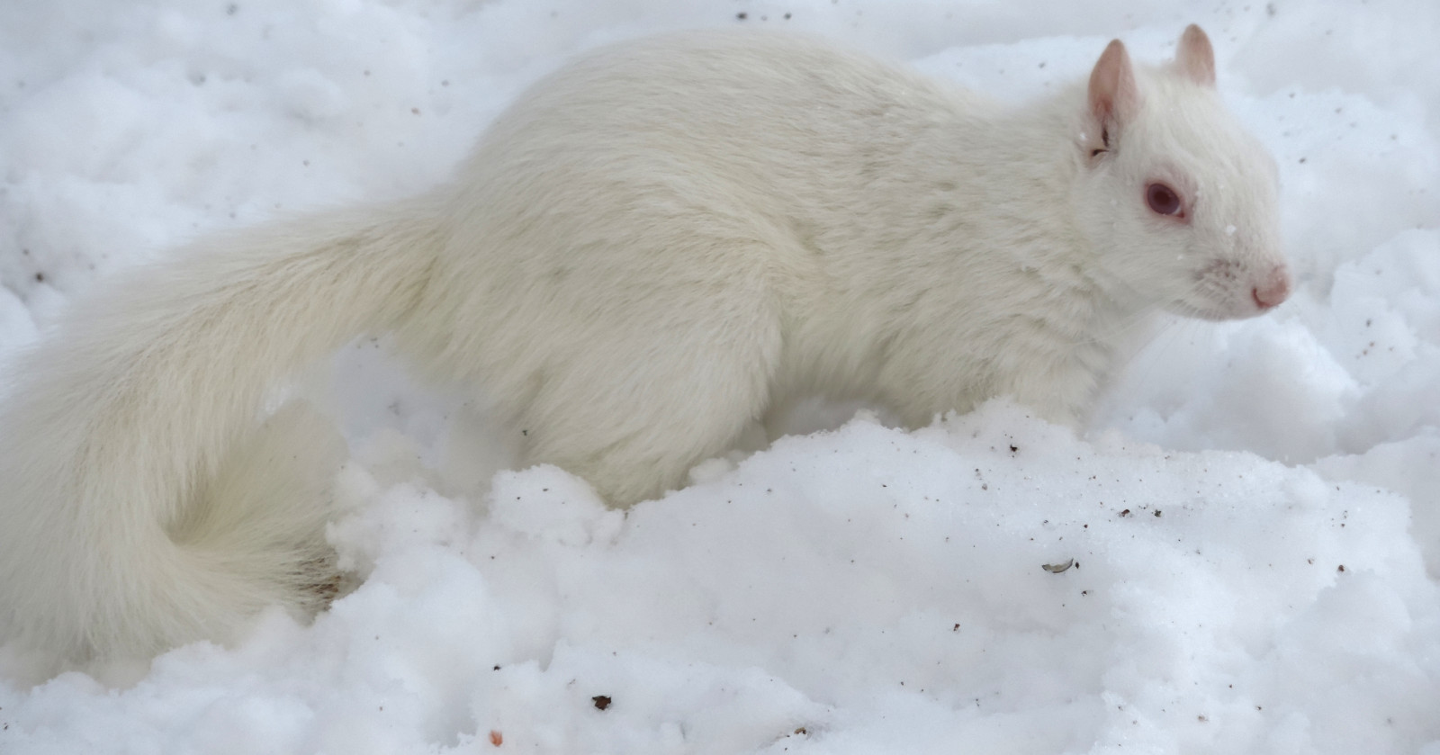 zima, bílý, sníh, Studený, roztomilý, Příroda, Minnesota, zvíře, srst, srstnatý, Nikon, veverka, nejasný, tvor, squareformat, albinosquirrel, whitesquirrel, coolpix, matka příroda, winterscenes, animalphotography, P520, scotthendersonphotography, nikonp520