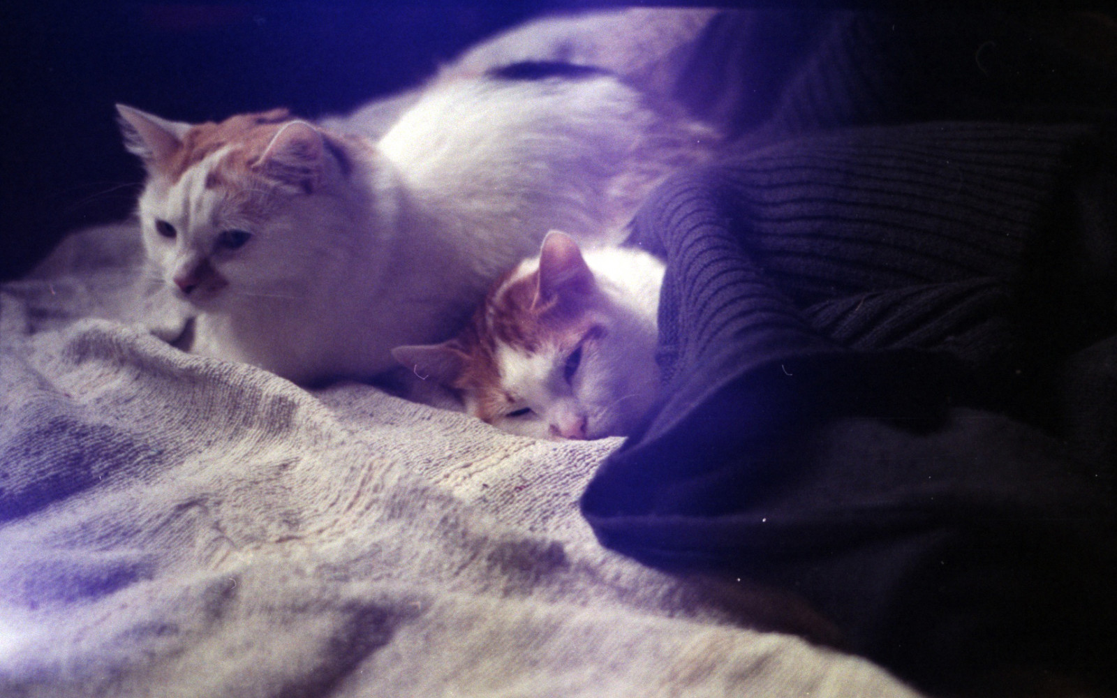 kočka, malé až středně velké kočky, kníry, kočka jako savci, kotě, čenich, ocas, aegean cat