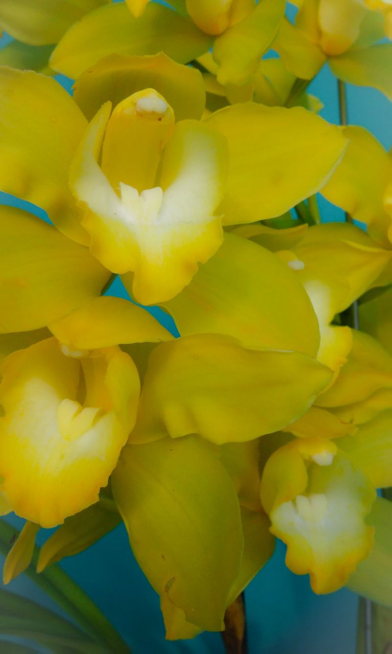 1920x3200px,자연