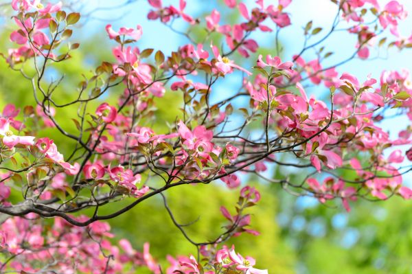 tree,flower,bloom,branch