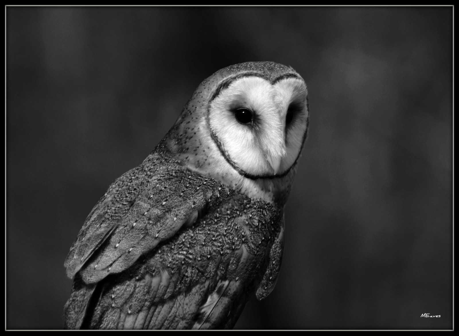 černobílý, Příroda, fotografování, Volně žijících živočichů, dravý pták, sova, zobák, Černý a bílý, pták, tělesné, oko, birdofprey, dravec, fauna, blackwhitephotos, platinumphoto, pentaxart, goldstaraward, spiritofphotography, sigma70300, K20D, pentaxk20d, influenza, Černý a bílý, monochromatické fotografování, zblízka, čenich, zátiší fotografování, velký šedý sova, organismus, Sova pálená, Jednobarevný, stock photography