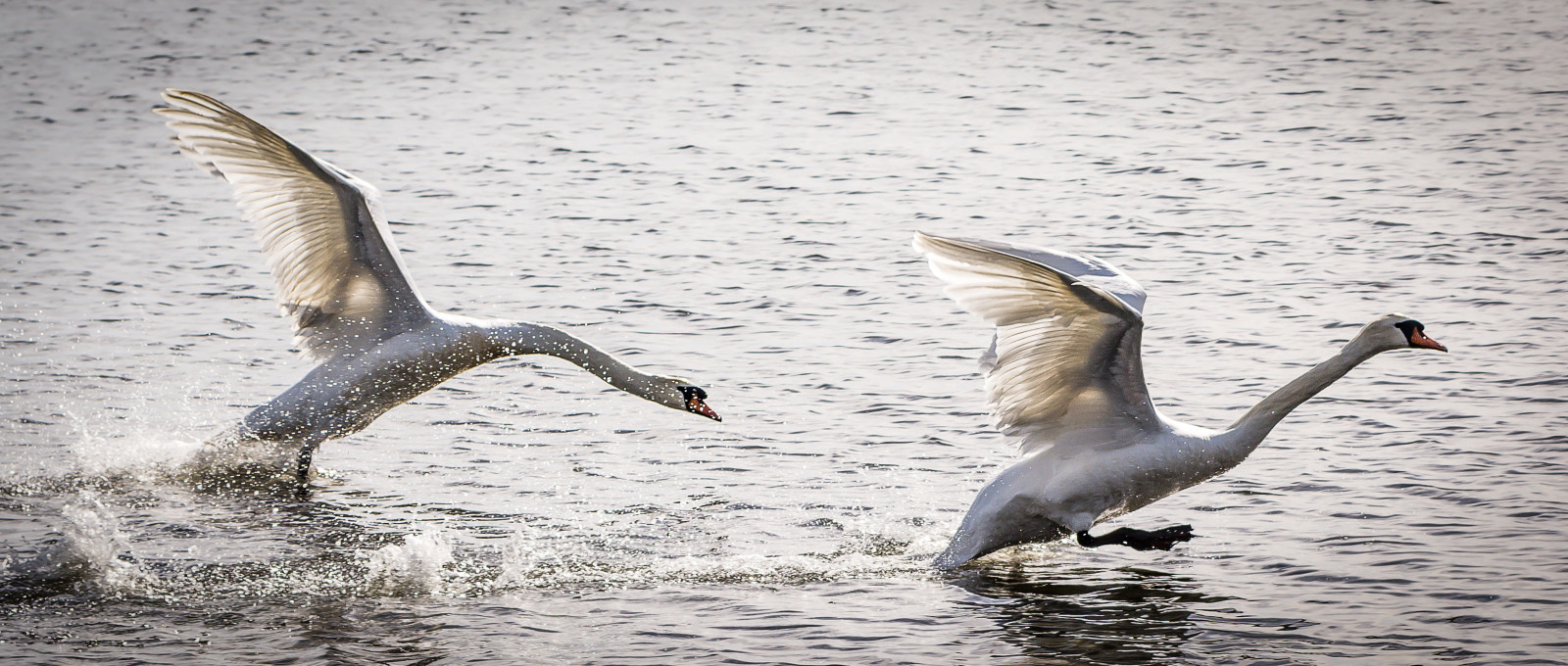 ptactvo, voda, Příroda, křídla, Volně žijících živočichů, labuť, husa, zobák, labutě, pták, pelikán, natur, mořský pták, křídlo, ngc, fauna, vodní ptáci, obratlovců, vodní pták, kachen, hus a labutě, seaduck