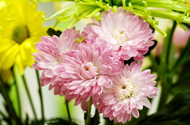 asters,kukat,kukkakimppu,lähikuva,terälehdet