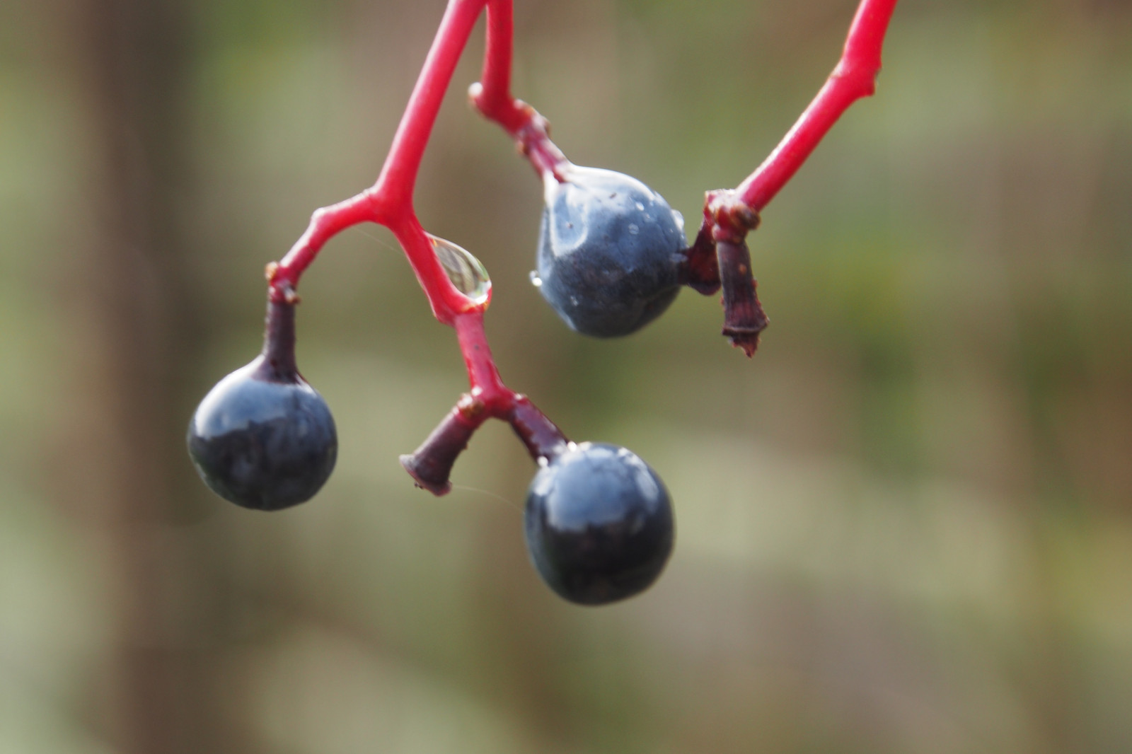 zahrada, prosinec, víno, Dezember, bl te, garten, wein, Efeu, 2013