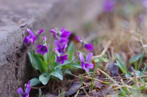 spring flower,spring,dandelion,Jasmine