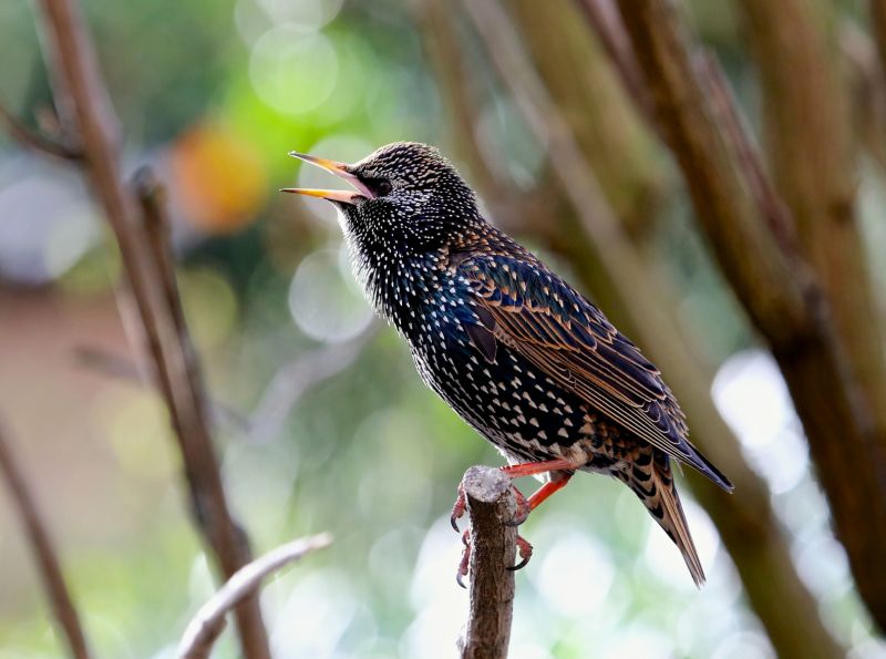 Vögel,Starlings,Vereinigtes Königreich,Europa,Gemeinsamkeiten,Sturnusvulgaris