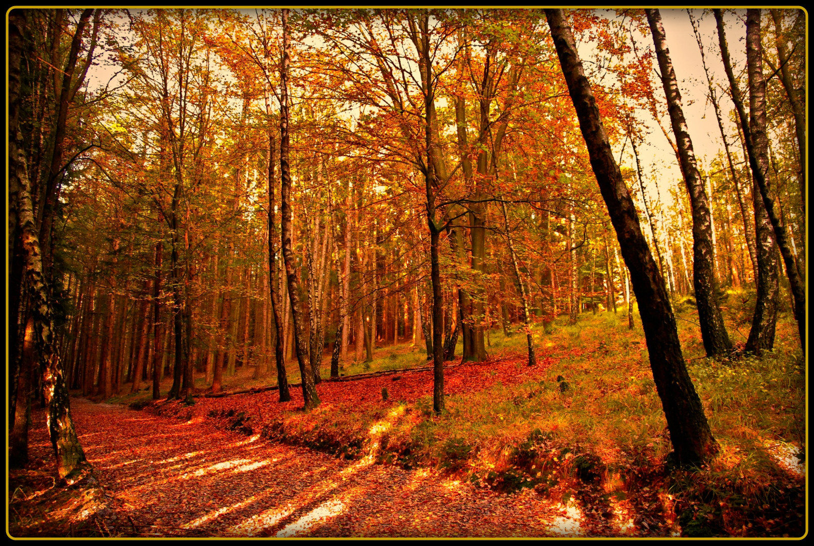 slunečnímu záření, les, podzim, Příroda, stín, dřevo, větev, ráno, Německo, slunce, cesta, odpoledne, kolínská, světlo, strom, podzim, list, sezóna, cesta, tvořivý, Soe, colorphotoaward, Oberberg, vanagram, zálesí, místo výskytu, přírodní prostředí, dřevina, ekosystém, biome, smíšený les, opadavý