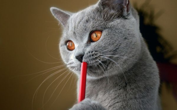 cat,funny,grumpy,humor,115,1920x1200 px