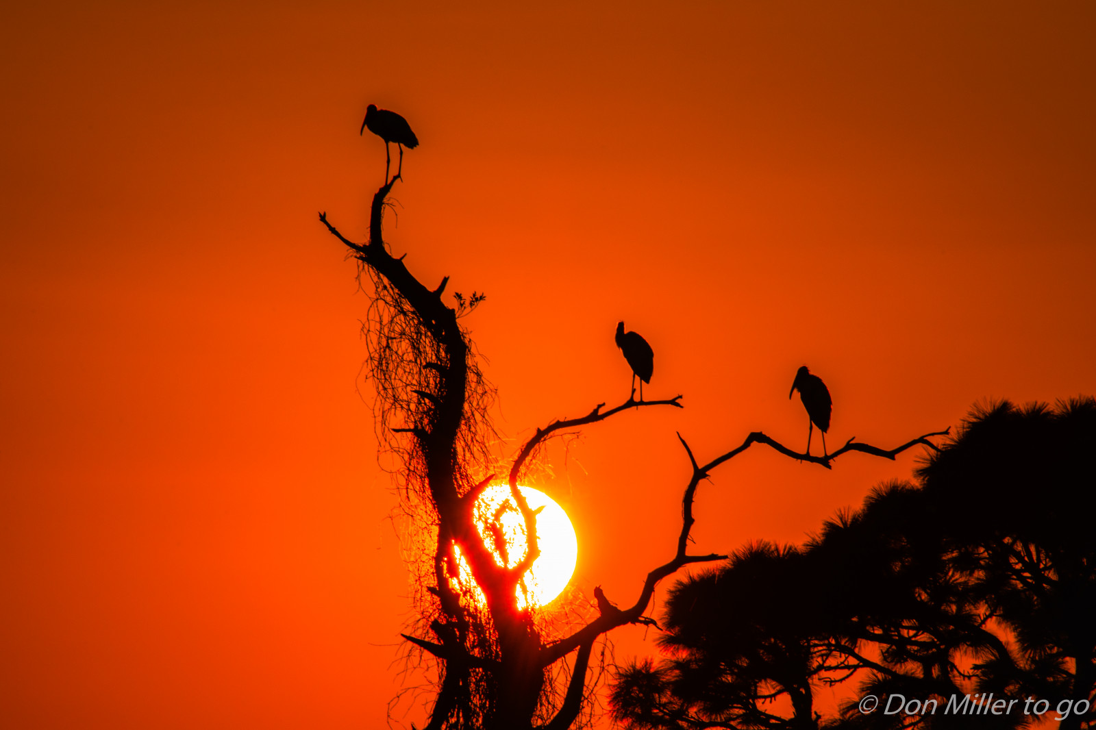 sollys, fugle, solnedgang, natur, himmel, udendørs, silhuet, afdeling, solopgang, aften, morgen, dyreliv, Sol, skumring, Florida, daggry, goldenhour, D810, Fuglekiggeri, rookery, silhuetter, savanne