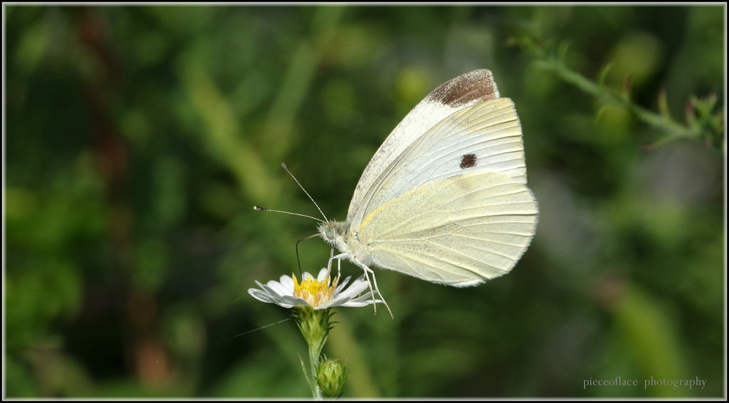 Cabbage, Pierisrapae, lepidotteri, farfalla, insetto, natura, natura, fauna, Heathaster, Asterpilosus, astro, Fiore di campo, flora, bianca, macro, pentax, k3