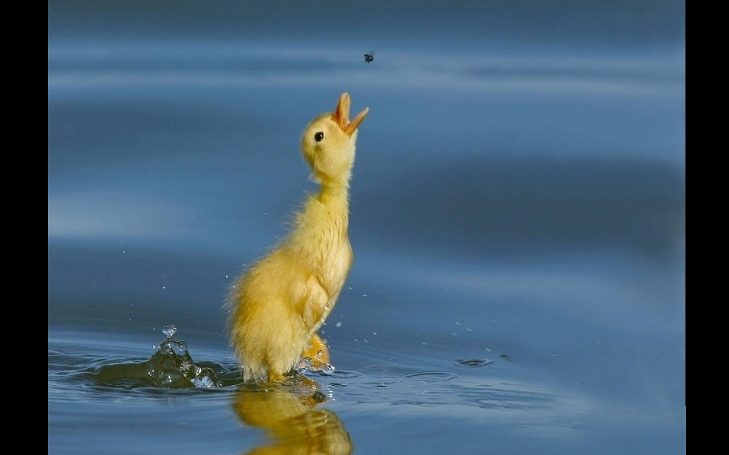 Duckling Insects Wallpaper : 1440x900 px, baby, birds, duckling, insects, water 1440x900 ...