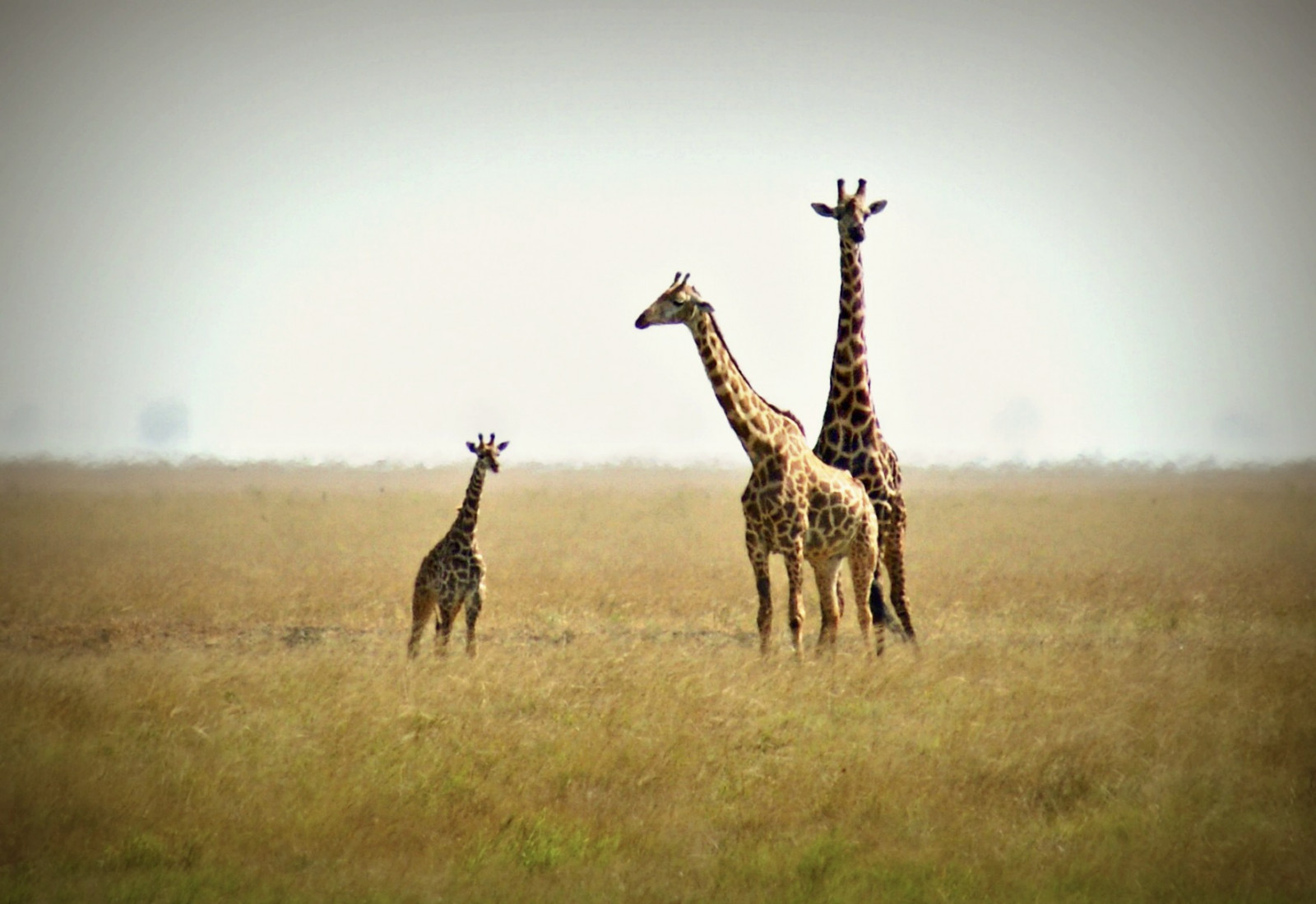 Afrika, výlet, rodina, divoký, dítě, zvíře, venku, rodiče, Keňa, vzory, ngc, Safari, npc, žirafy, traviny, savana, otevřené pole, tsavoeastnationalpark