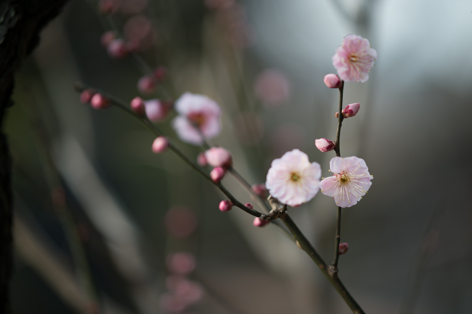 ญี่ปุ่น, การถ่ายภาพ, สาขา, ดอกซากุระ, Nikon, เบ่งบาน, สีชมพู, ฤดูใบไม้ผลิ, โตเกียว, Jp, nikkor, ใบไม้, ดอกไม้, ปลูก, ฤดู, อุม, พืช, กลีบดอก, afs105mmf14eed, afsnikkor105mmf14eed, Df, ikegamibaien, ikegami, japaneseapricot, ผลิต, พฤกษศาสตร์, ใกล้ชิด, การถ่ายภาพมาโคร, ต้นกำเนิด