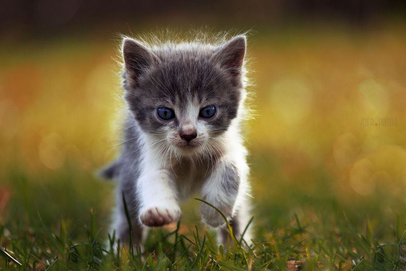 cat, animals, depth of field, blue eyes, grass, whiskers cat, animals, depth of field, blue eyes, grass, whiskers