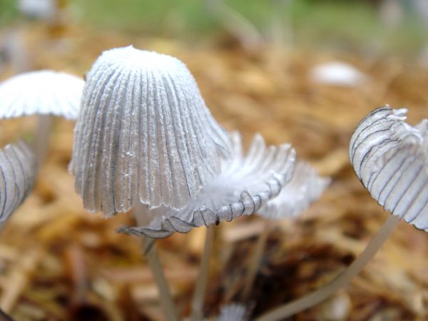 houba,rozmazat,makro,detailní,houby,dof