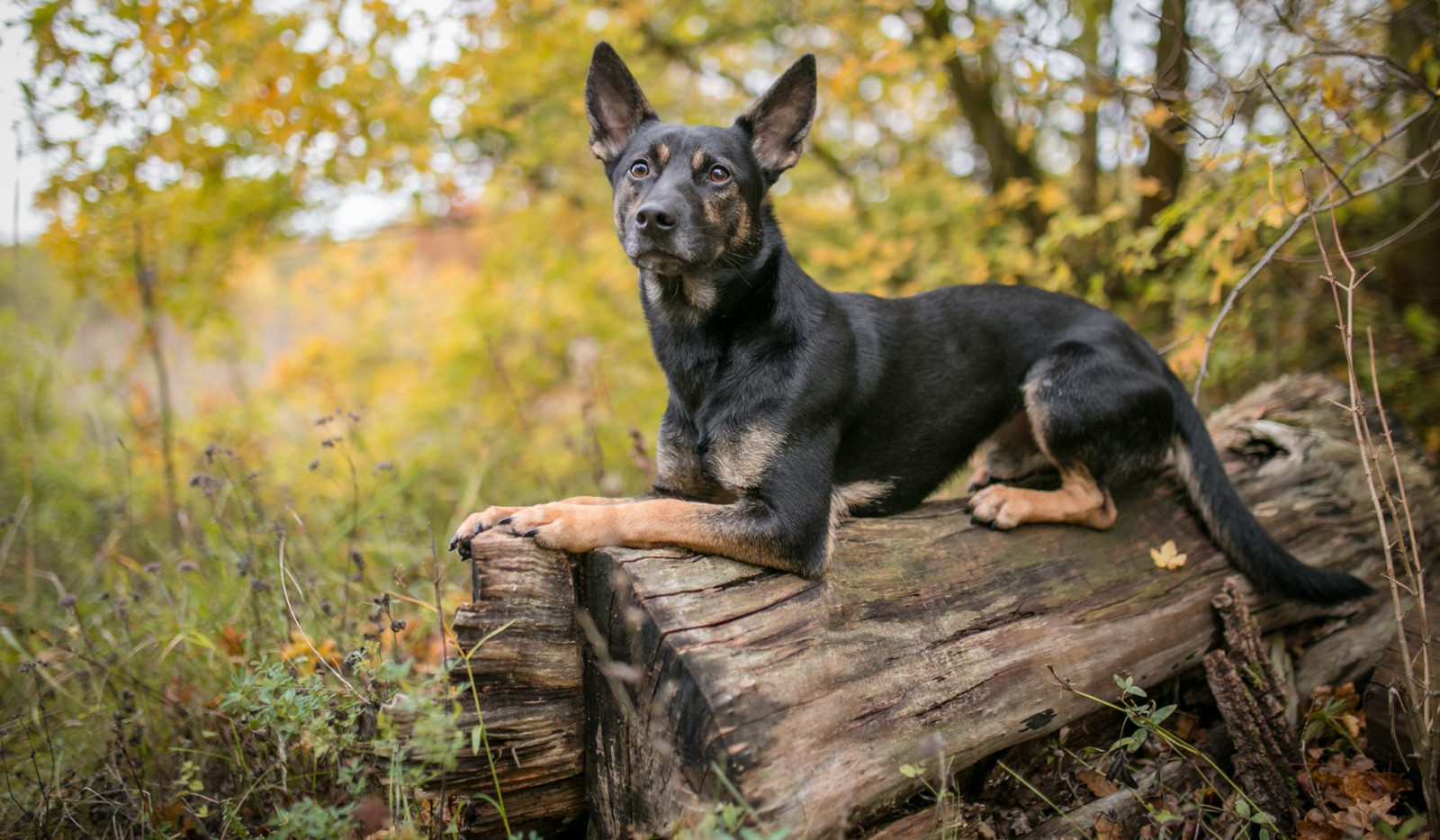 Wallpaper : dog, nature, wood, animals 2048x1195 - WallpaperManiac