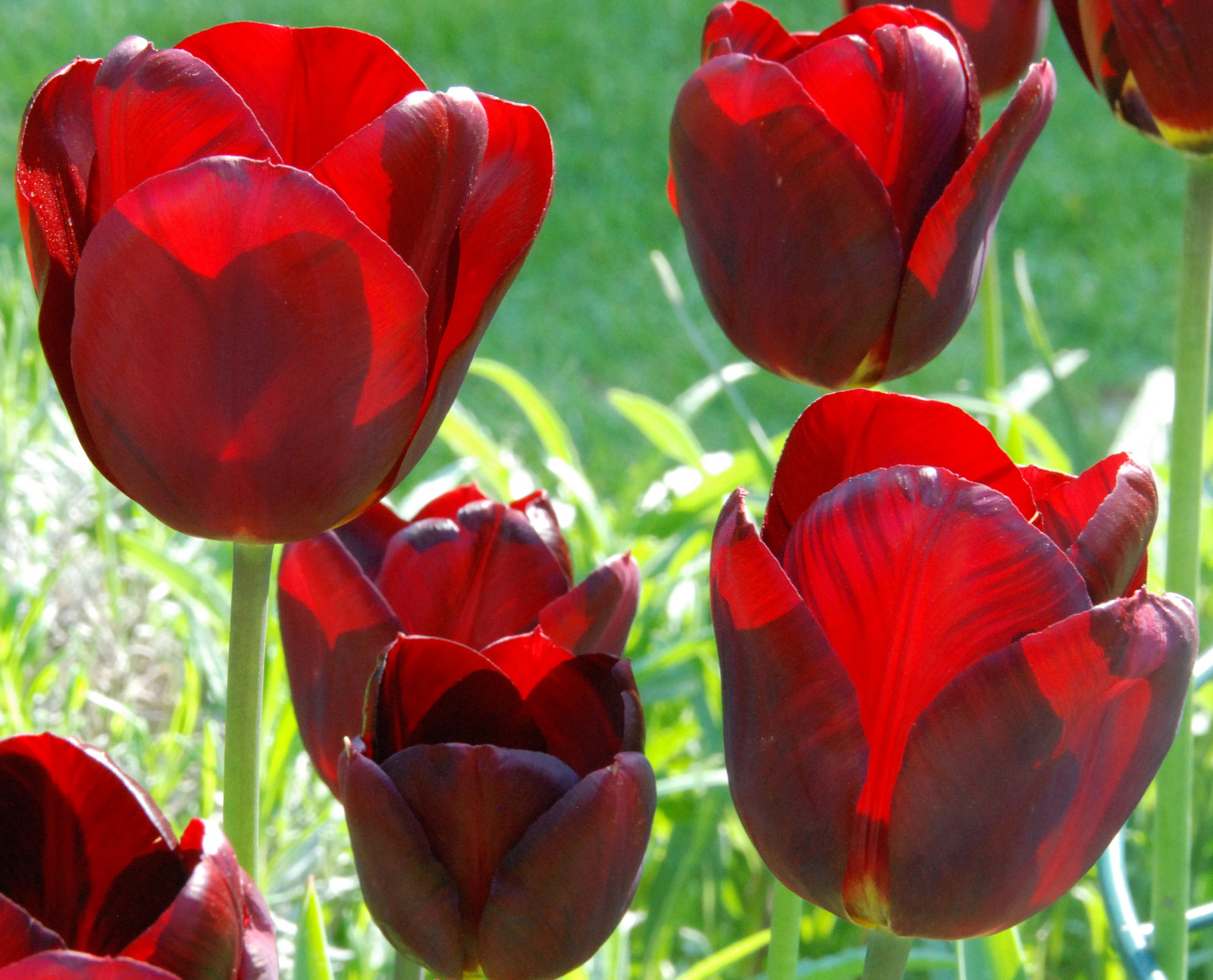 Vereinigtes Königreich, Blumen, rot, England, Sonnenlicht, Grün, Garten, Tulpen, Ngc, Npc, Eastsussex, Hintergrundbeleuchtung, Doublefantasy, Bexhillonsea, Blumen sind schön, Mimamorflowers, Saariysqualitypictures, Bbng