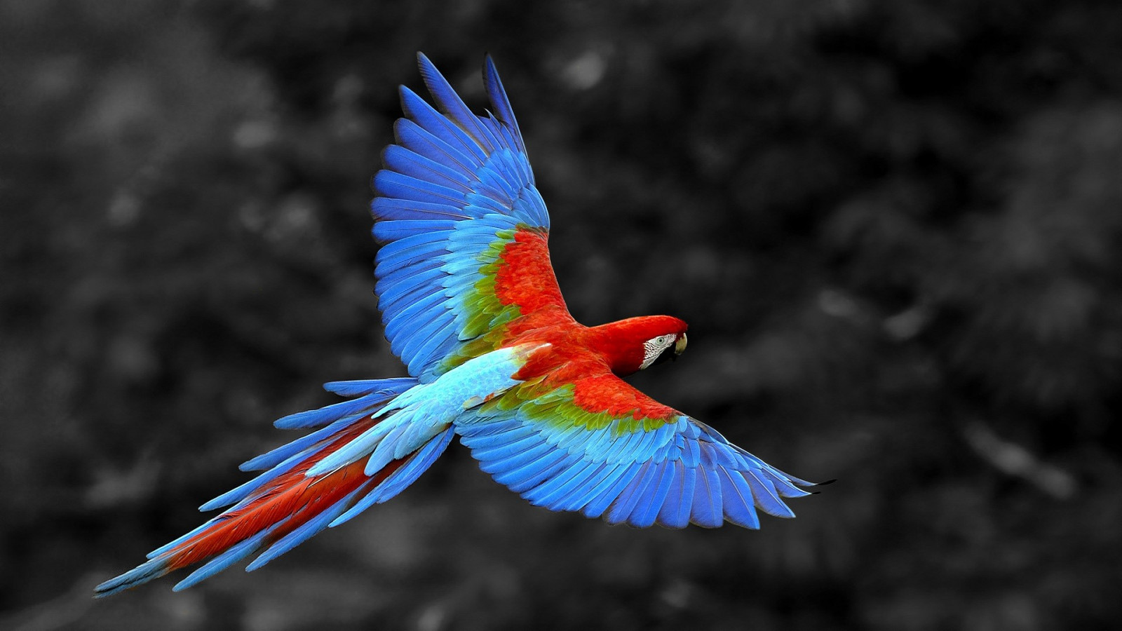 Tiere, Natur, Papagei, Selektive Färbung, blau, Schnabel, Vogel, Ara, Flügel, Fauna, Hockende vogel, Wirbeltier