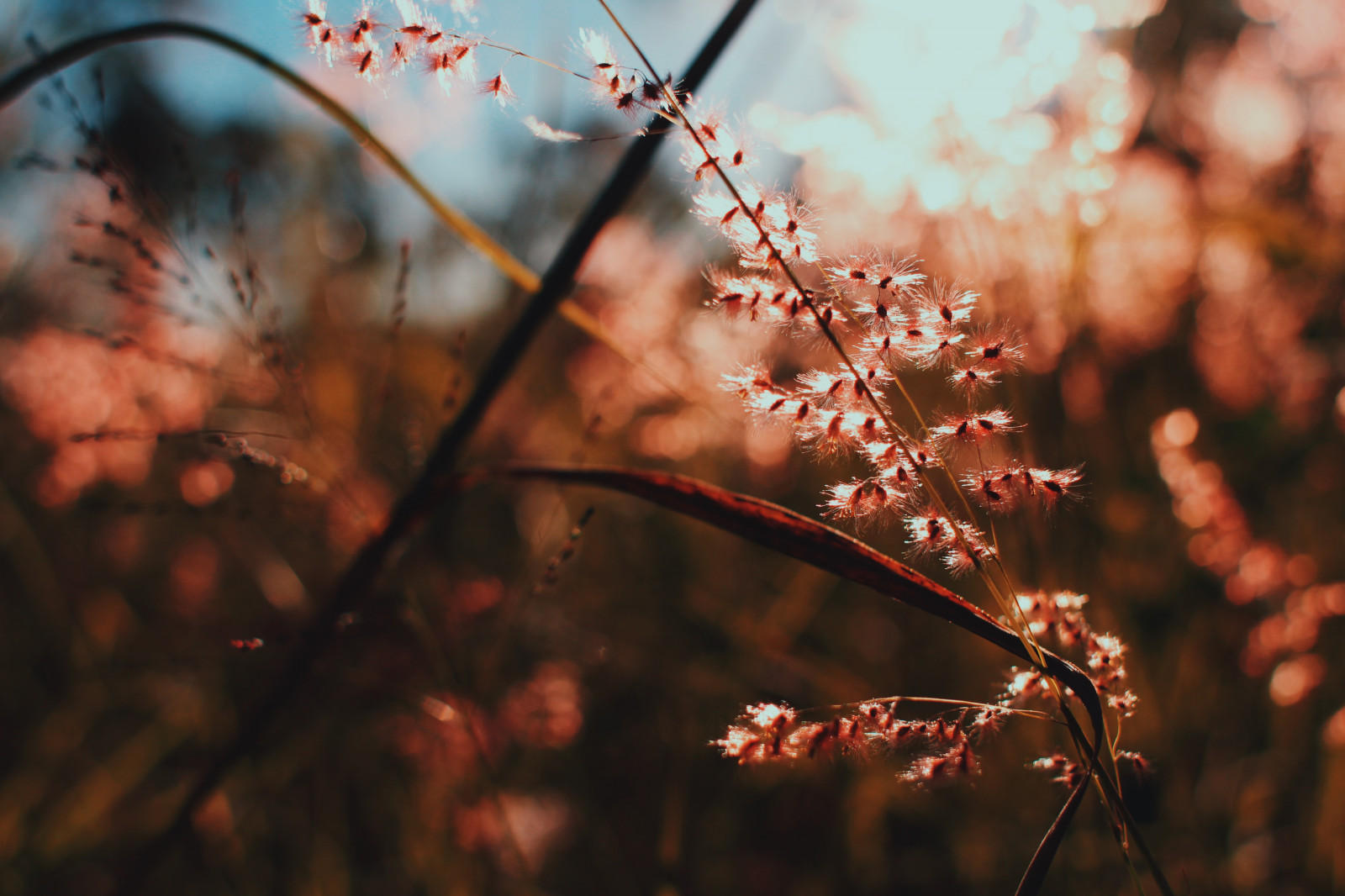 nature, branch, closeup