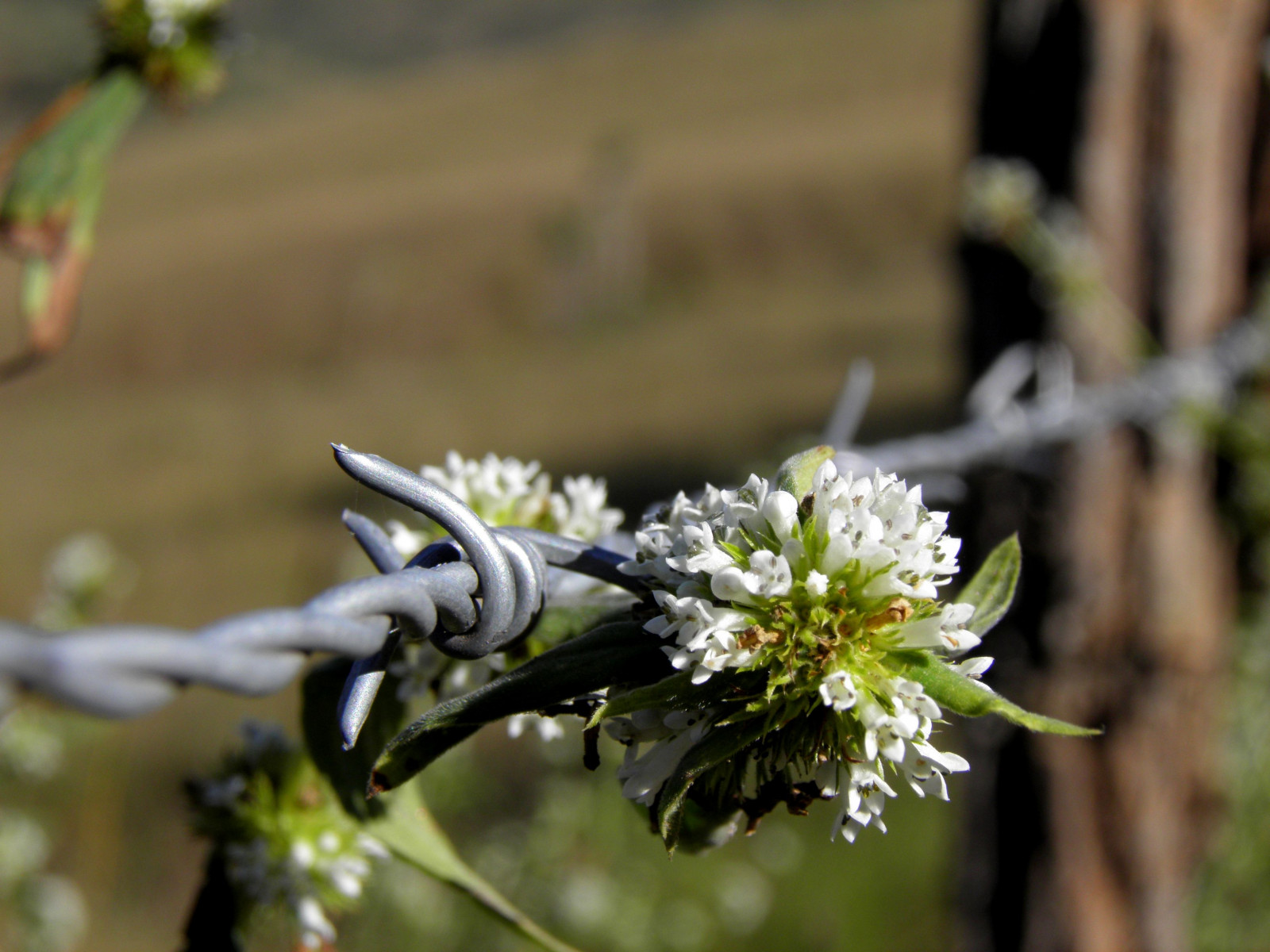 Trees Macro Spring Wallpaper : macro, branch, blossom, spring, Olympus, tree, flower ...