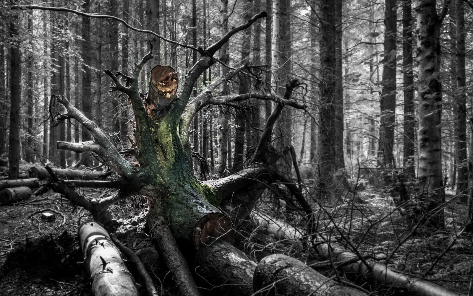 dřevo, stromy, Příroda, les, Skotsko, kořeny, protokoly, cullodenforest, theforestsrevenge