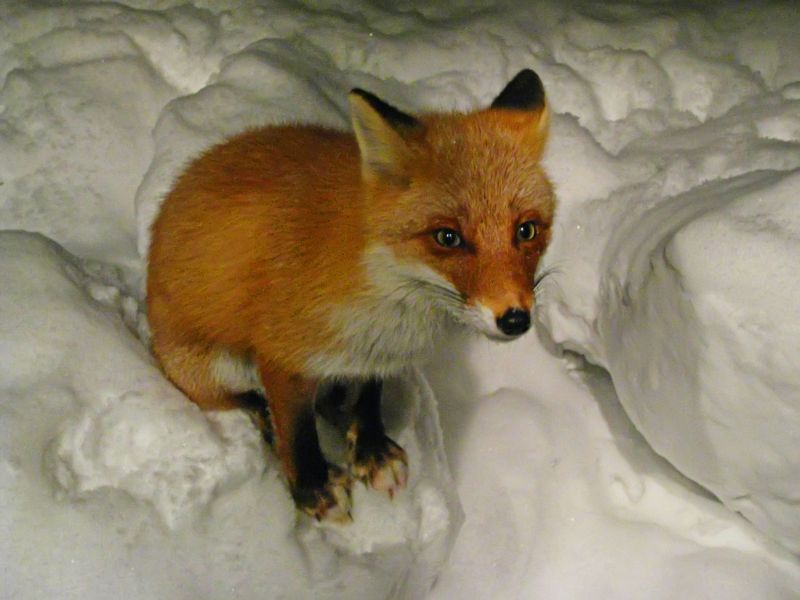 fox,red fox,mammal,fauna,wildlife,snout