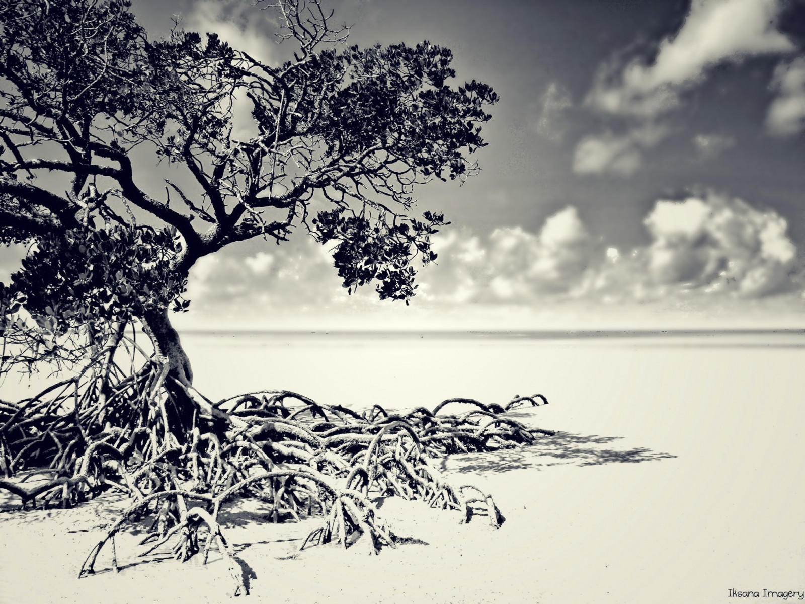 ocean, hav, marinemaleri, strand, sand, åbning, mangrove, Queensland, capetribulation, stingraybay, sonyt100, cowiebeach, Snapseed, lonesoldiermangrove
