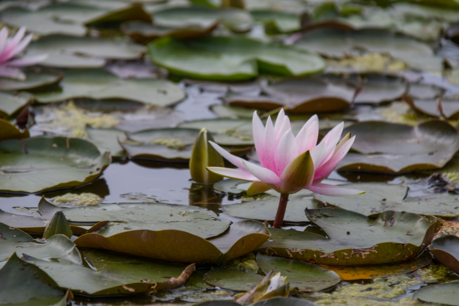 zahrada, voda, Příroda, odraz, zelená, Německo, květ, rybník, Berlín, strom, podzim, list, květ, rostlina, sezóna, flóra, tr dg rd, Německo, deutschland, leknín, gardensoftheworld, g rtenderwelt, n ckros, okvětní lístek, dererholungsparkmarzahn, fauna, botanika, suchozemská rostlina, kvetoucí rostlina, zblízka, makro fotografie