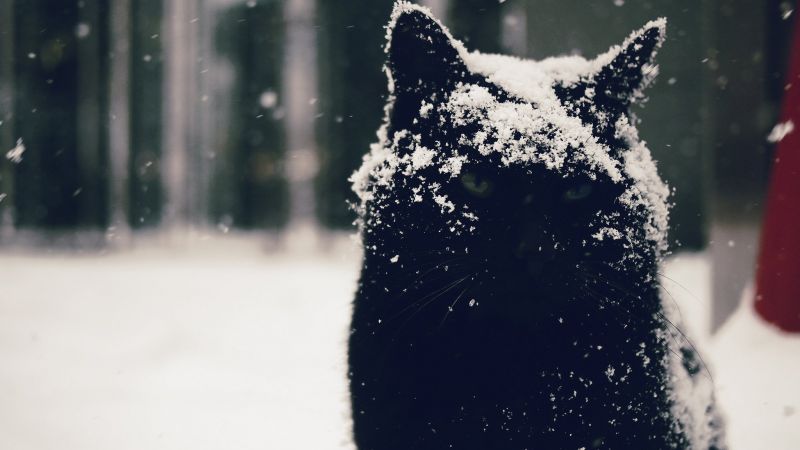 2048x1154 px,bokeh,katt,morsom,humor,snø