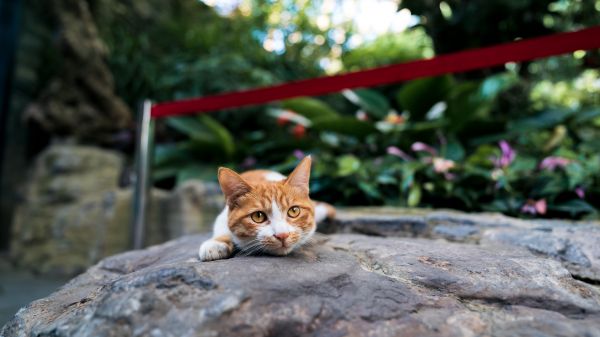 plant,eye,cat,wood,road surface,carnivore